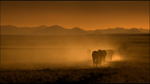 087-AFRICAS WILD WEST - Stallions Of The Namib Desert