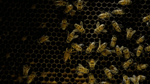 259 - Secrets of the Hive2