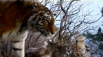 Cat-7 Hunt-for-the-russian-tiger docu